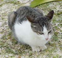 竹島にゃんこ